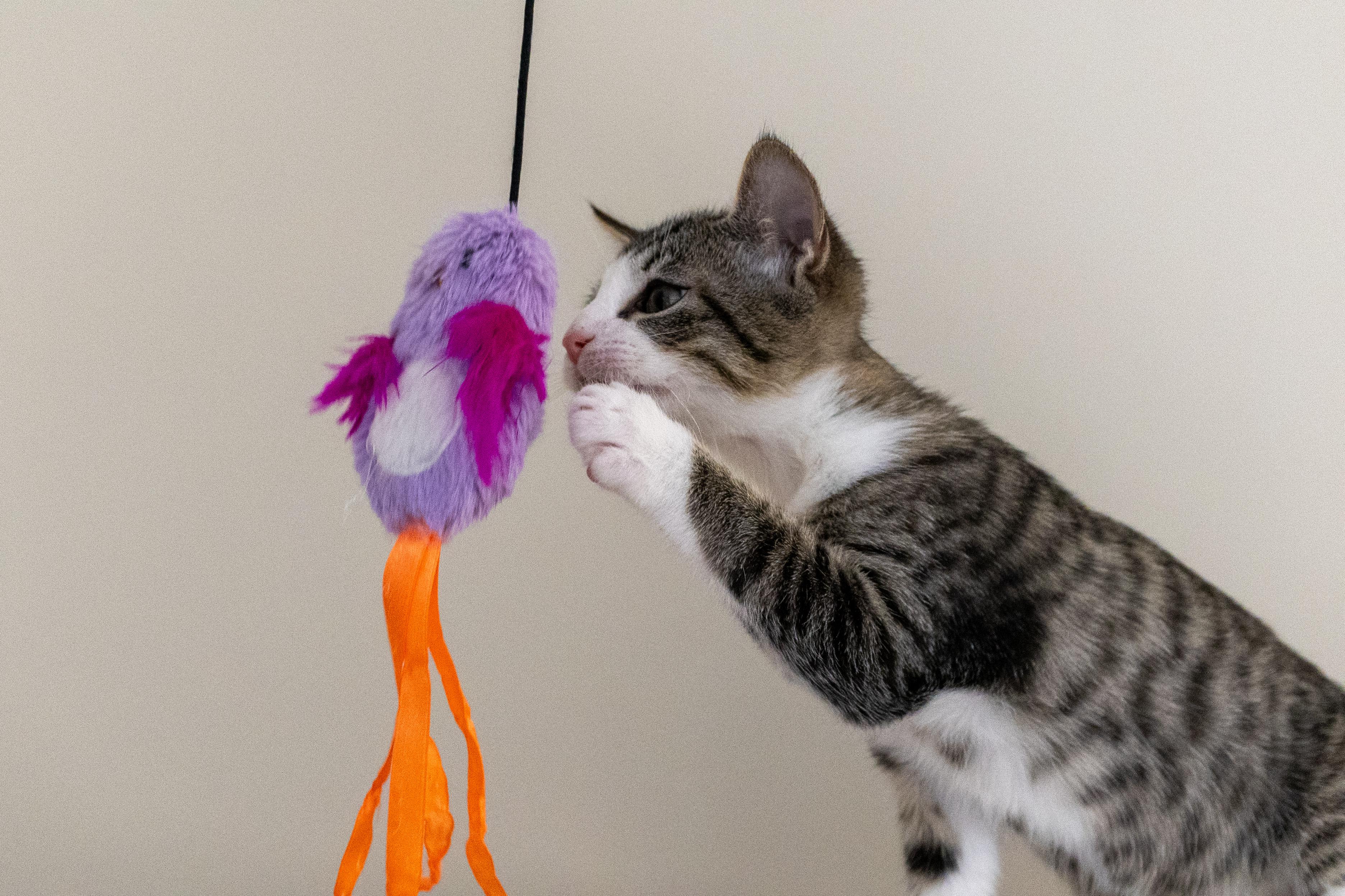 Sprout, a ADOPTABLE Domestic Short Hair in Duluth, GA image 2/2