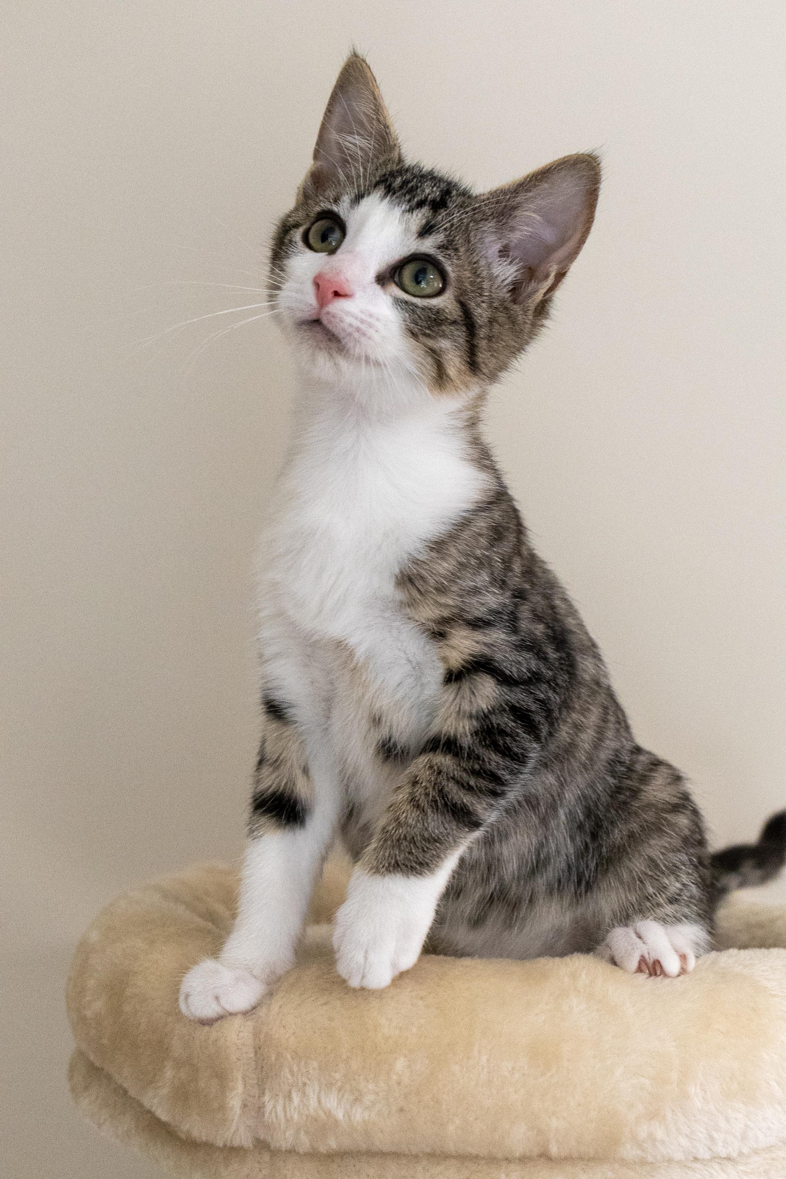 Sprout, ADOPTABLE, Kitten Male Domestic Short Hair.