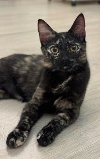 Maple, an adopted mixed breed in Escondido, CA image 2/3