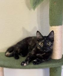 Maple, an adopted mixed breed in Escondido, CA image 1/3