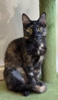 Maple, an adopted mixed breed in Escondido, CA image 3/3