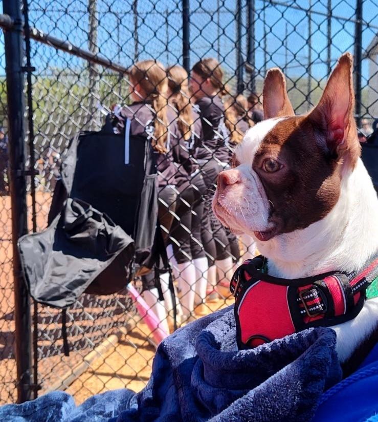 Agatha Hunteman - 4530 Chattanooga, TN, Adopted, Puppy Female Boston Terrier.