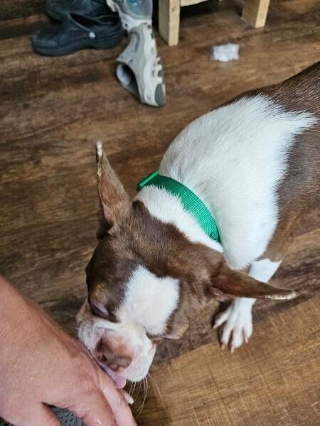 Enlarge Agatha Hunteman - 4530 Chattanooga, TN, a Adopted Boston Terrier in Maryville, TN image 2/6