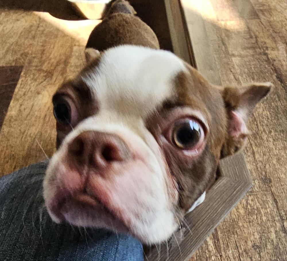 Enlarge Agatha Hunteman - 4530 Chattanooga, TN, a Adopted Boston Terrier in Maryville, TN image 3/6