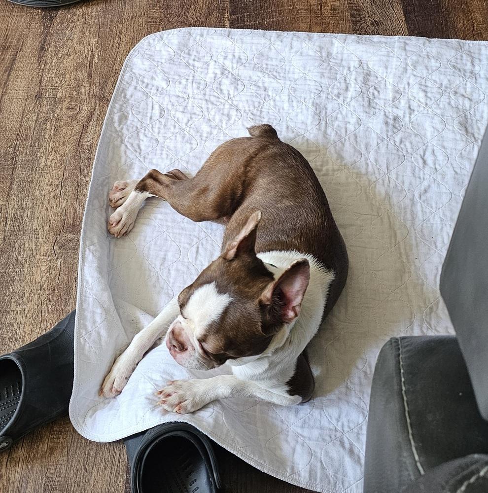 Enlarge Agatha Hunteman - 4530 Chattanooga, TN, a Adopted Boston Terrier in Maryville, TN image 4/6