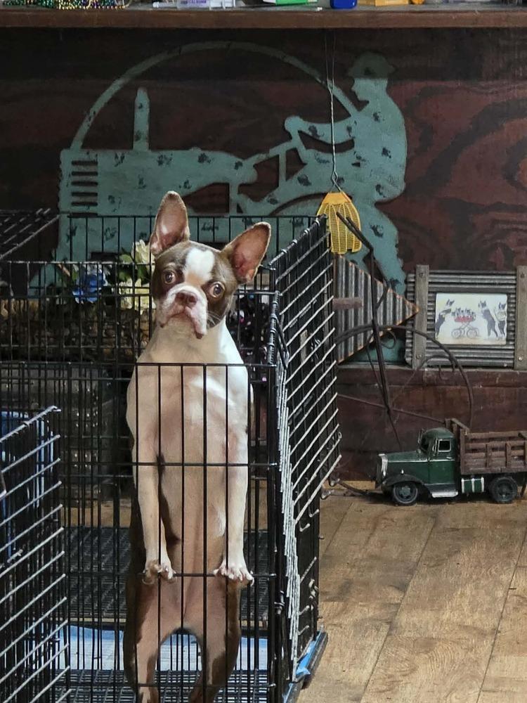 Enlarge Agatha Hunteman - 4530 Chattanooga, TN, a Adopted Boston Terrier in Maryville, TN image 5/6