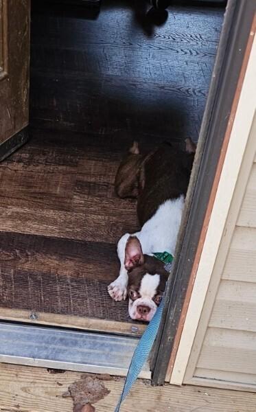 Enlarge Agatha Hunteman - 4530 Chattanooga, TN, a Adopted Boston Terrier in Maryville, TN image 6/6