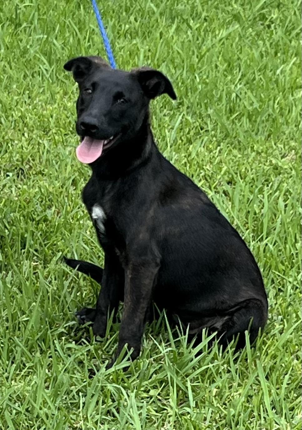 Liberty, a ADOPTABLE mixed breed in Bellaire, TX image 6/6