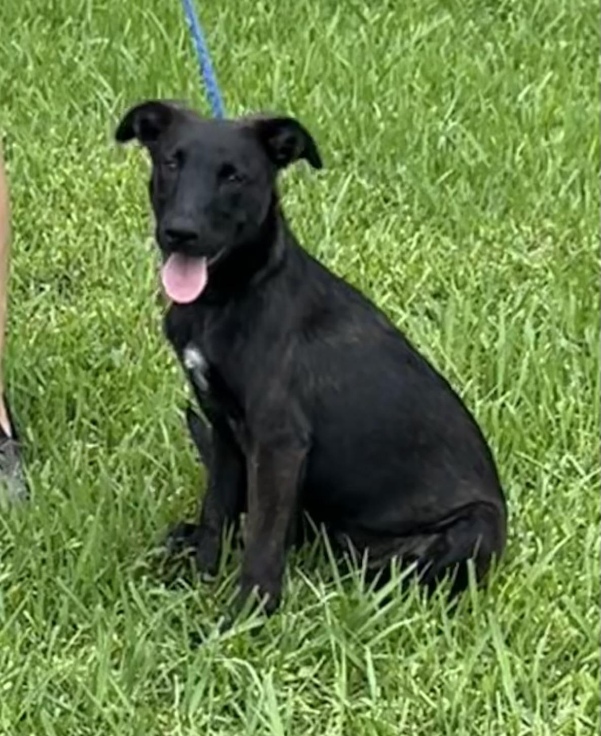 Liberty, a ADOPTABLE mixed breed in Bellaire, TX image 4/6