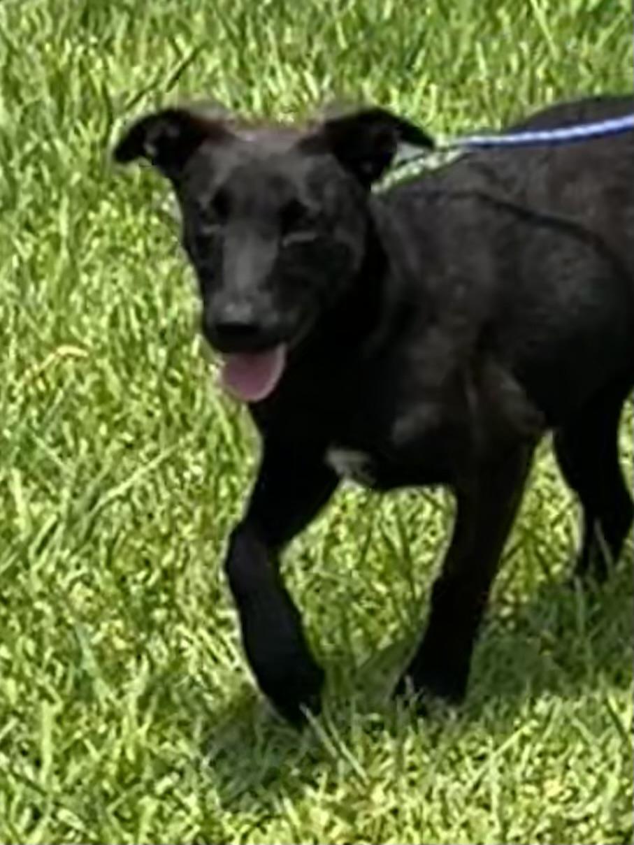 Liberty, a ADOPTABLE mixed breed in Bellaire, TX image 3/6