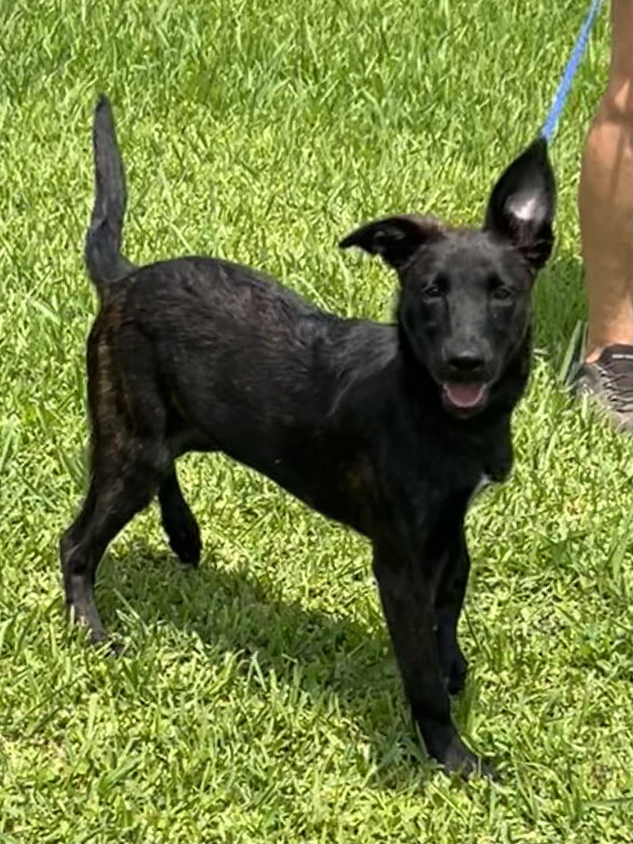 Liberty, ADOPTABLE, Young Female Belgian Shepherd / Malinois & Dutch Shepherd.