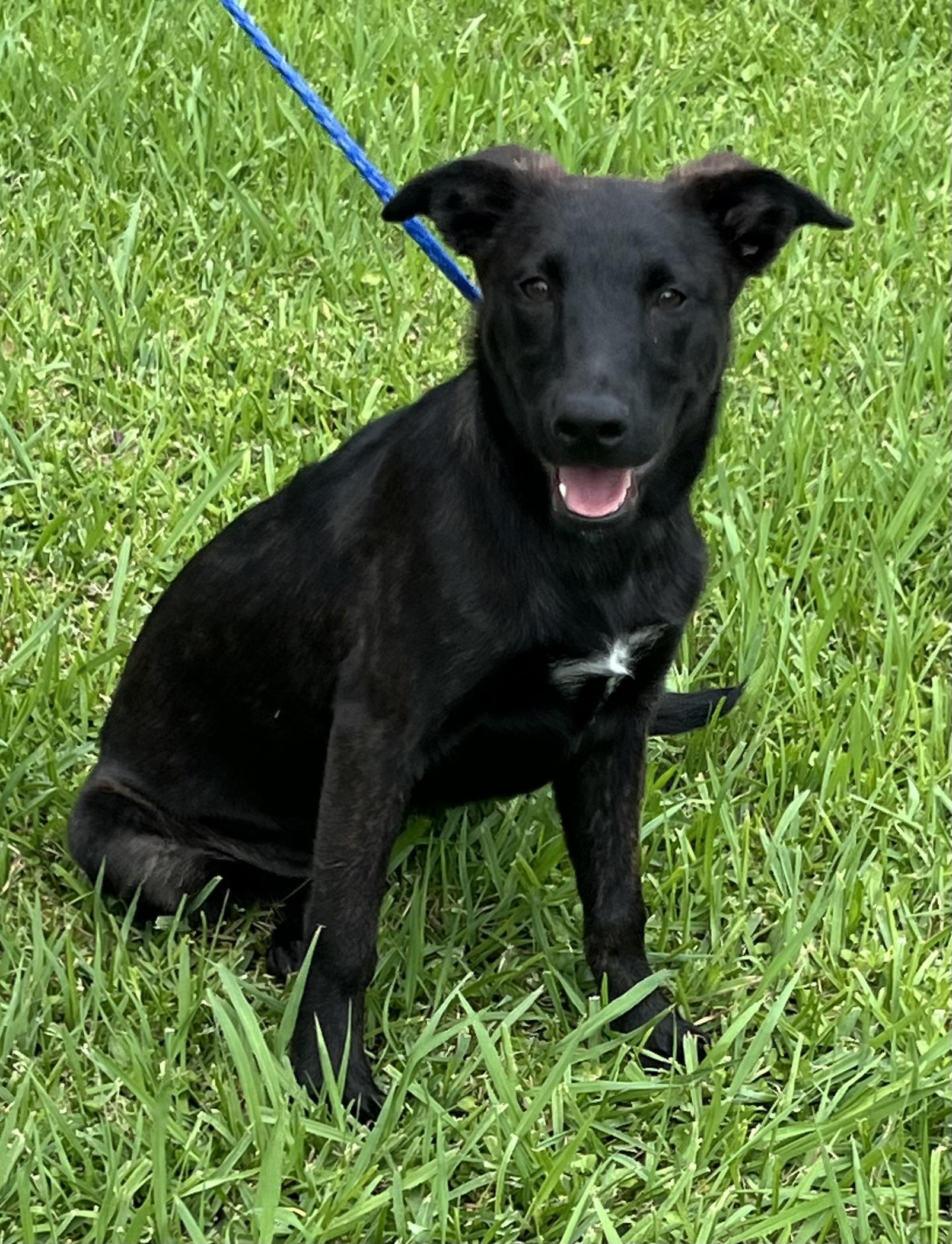 Liberty, a ADOPTABLE mixed breed in Bellaire, TX image 5/6