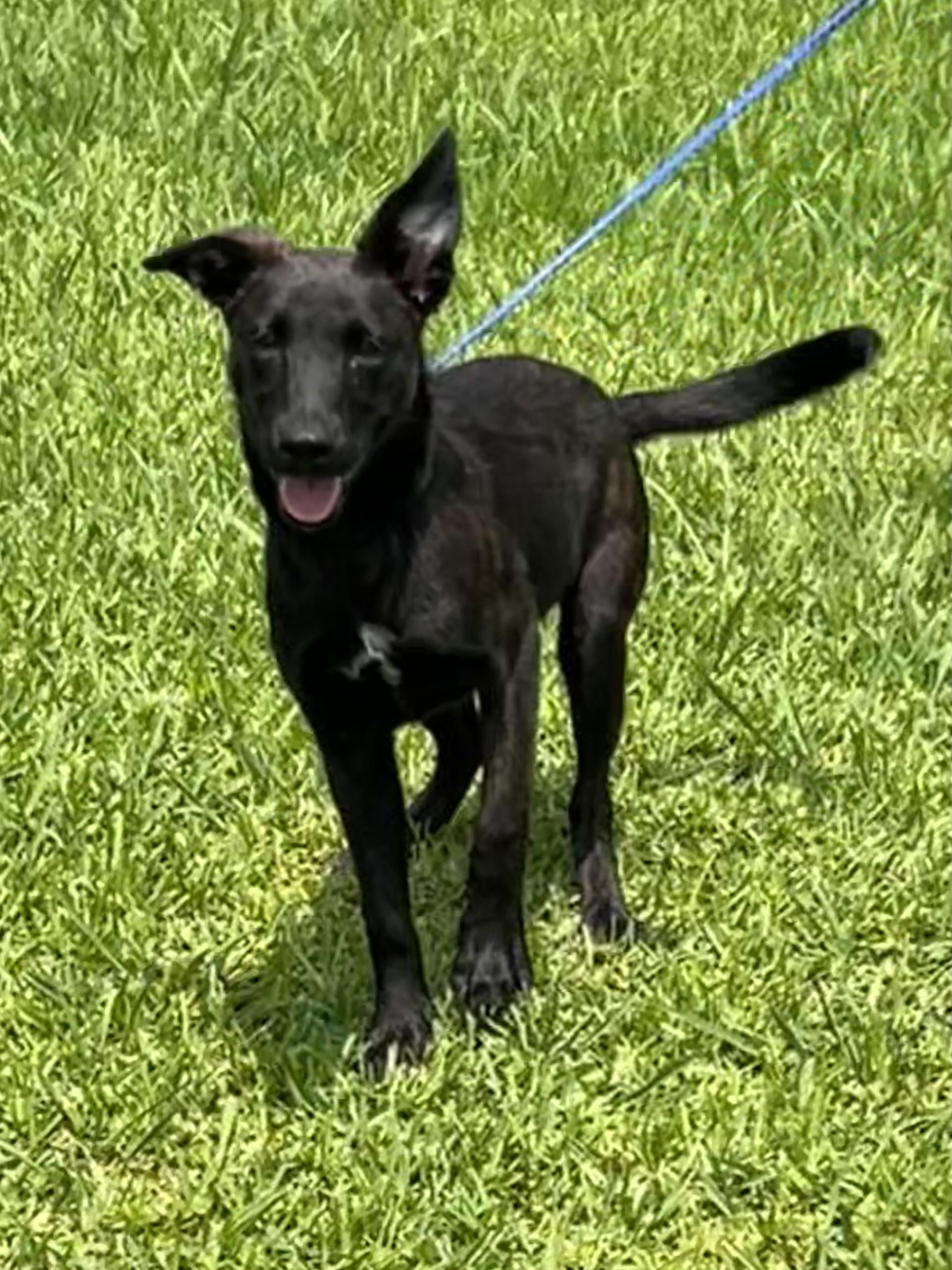Liberty, a ADOPTABLE mixed breed in Bellaire, TX image 2/6