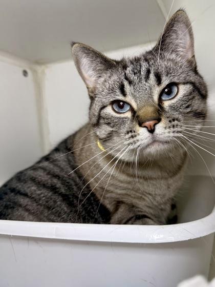 Yuki, Adoptable, Adult Male Siamese & Domestic Short Hair.