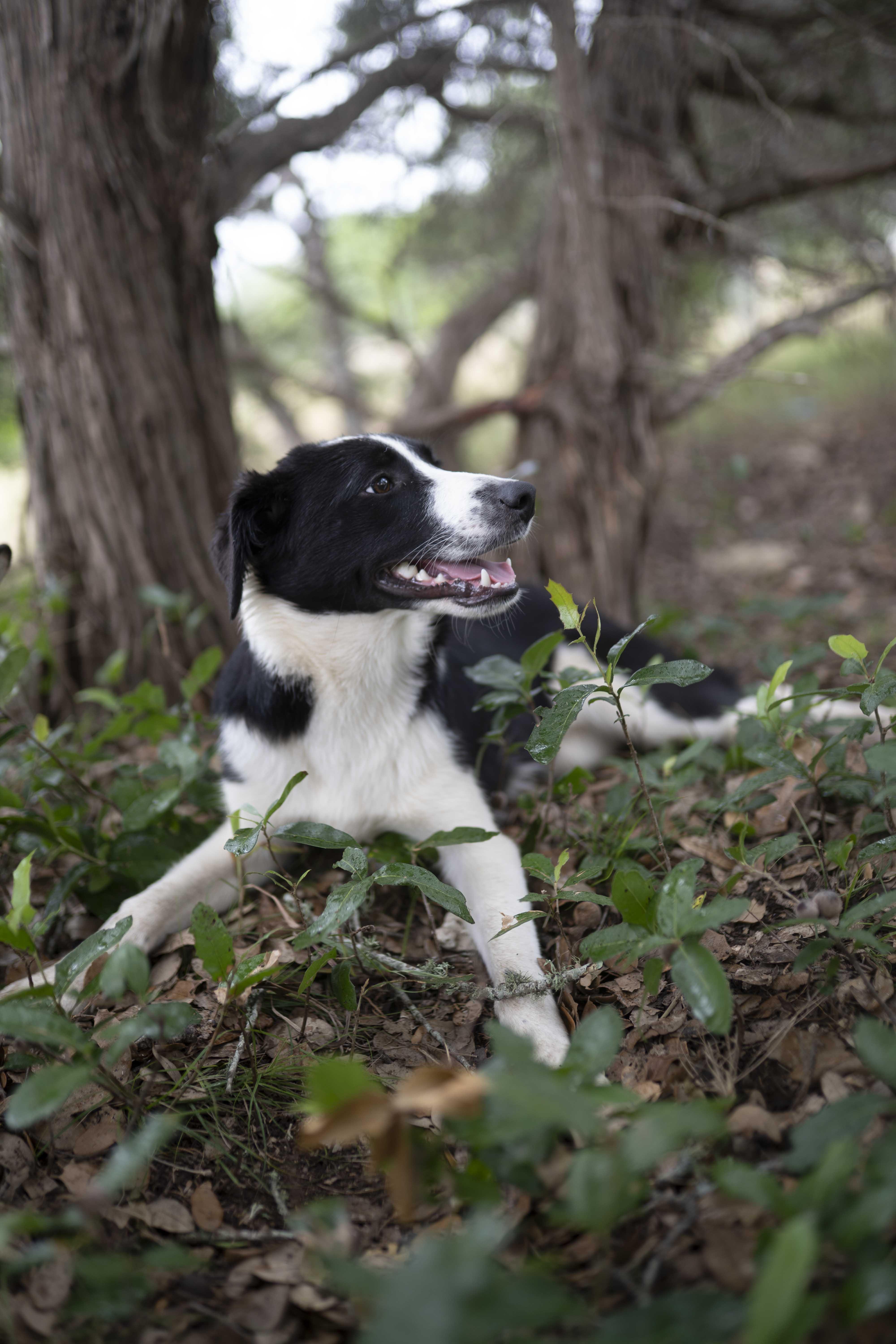 Enlarge Forrest, a Adoptable Border Collie in Driftwood, TX image 4/6
