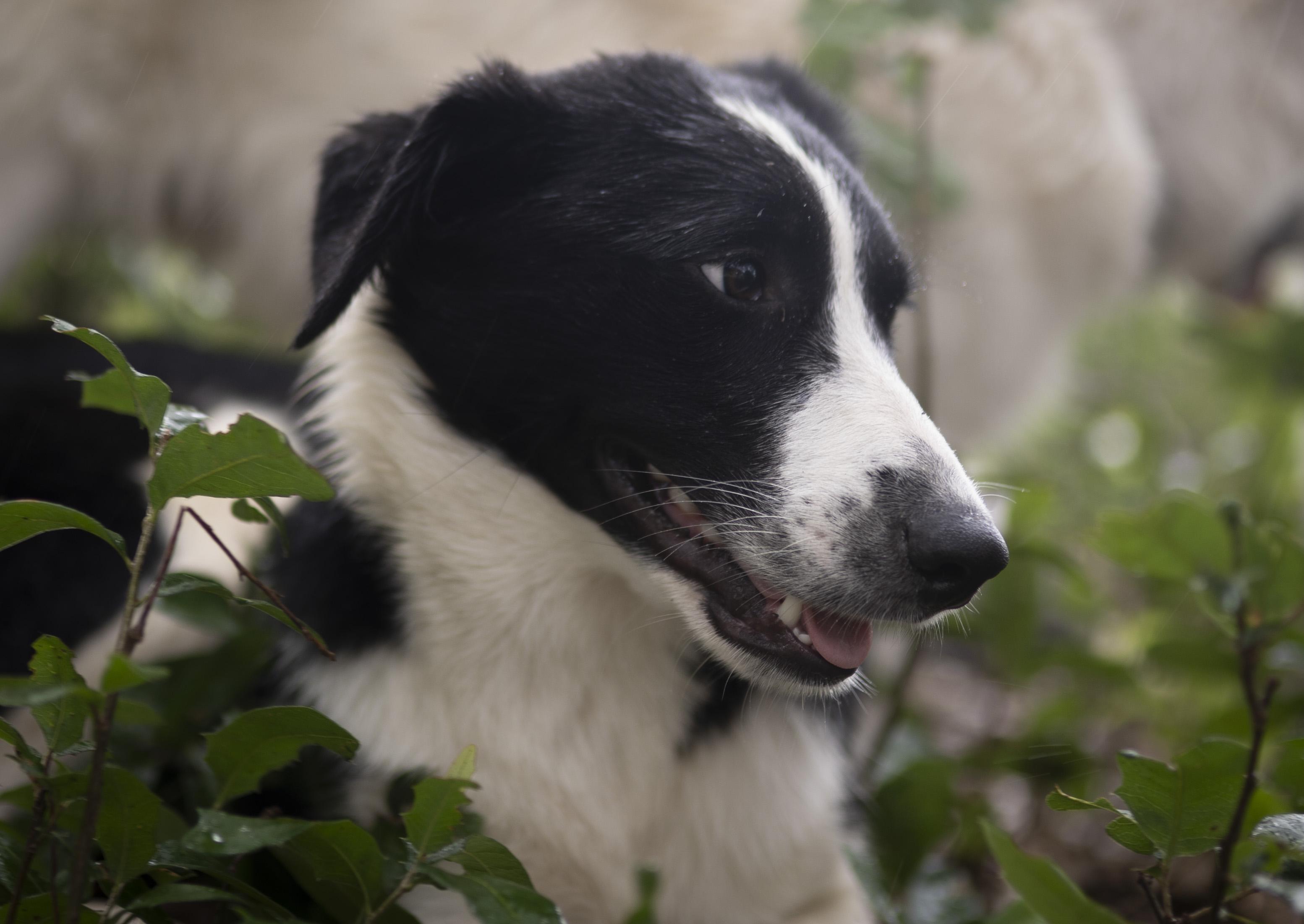 Enlarge Forrest, a Adoptable Border Collie in Driftwood, TX image 1/6