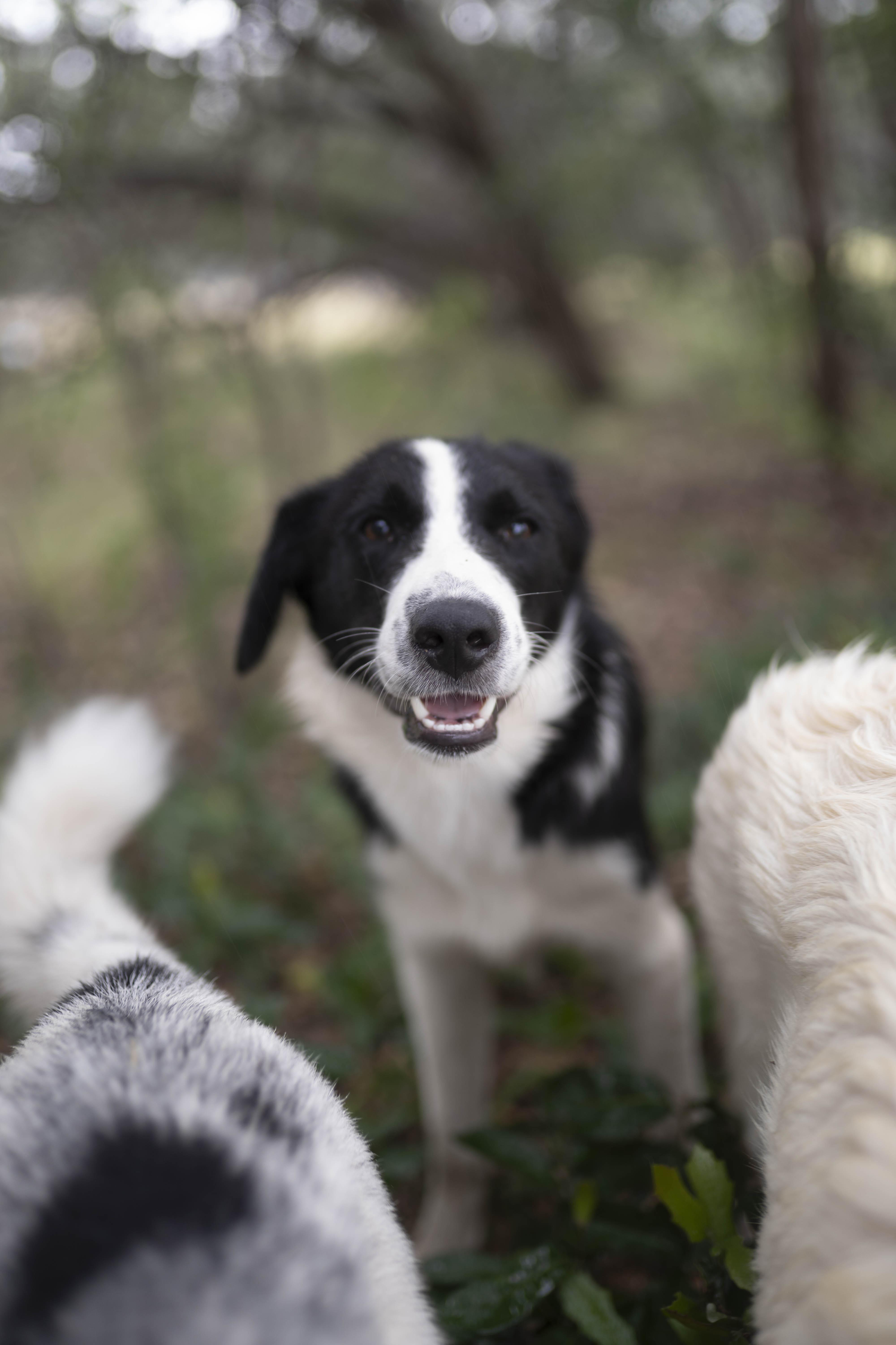Enlarge Forrest, a Adoptable Border Collie in Driftwood, TX image 5/6