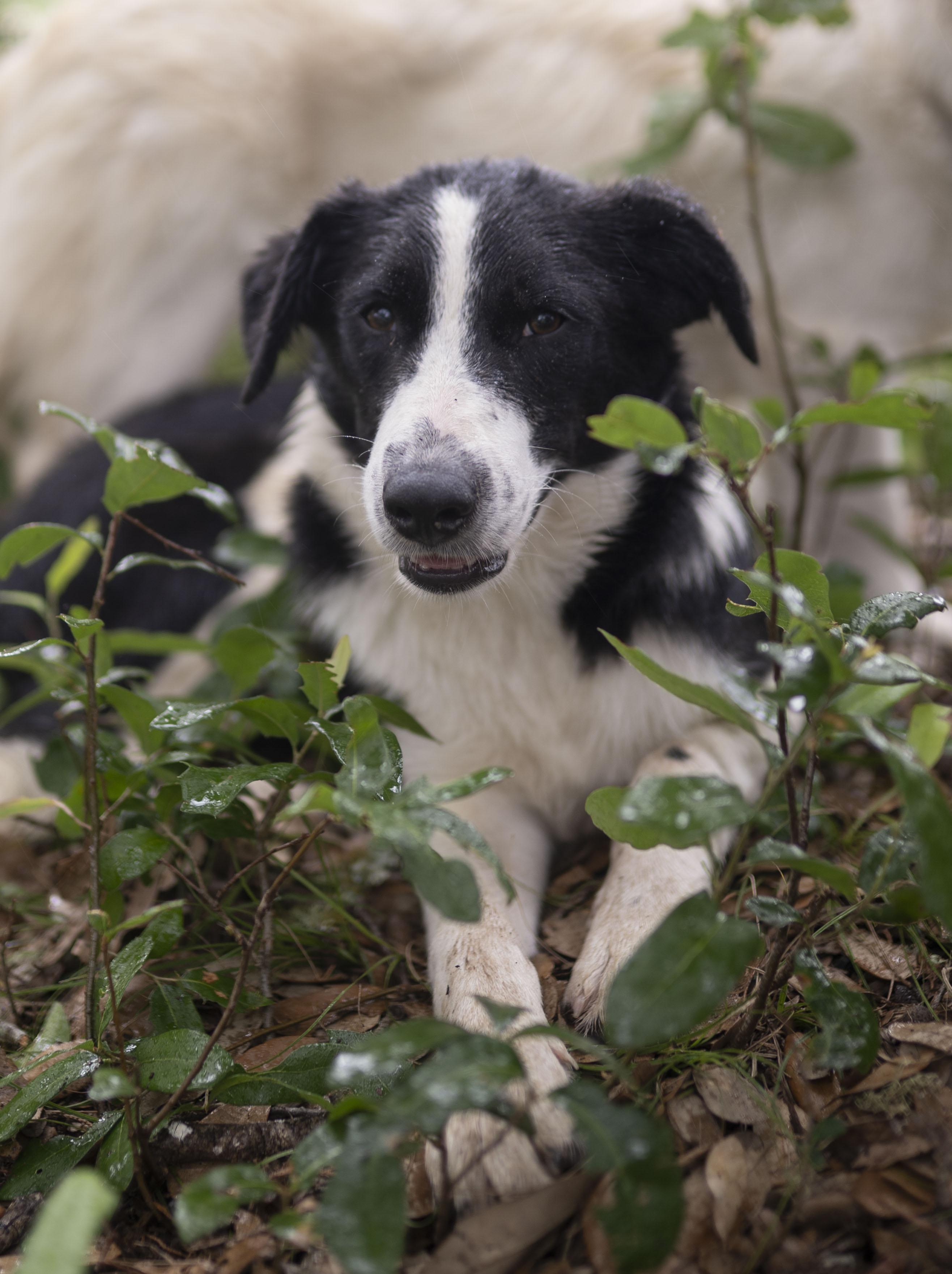 Enlarge Forrest, a Adoptable Border Collie in Driftwood, TX image 6/6