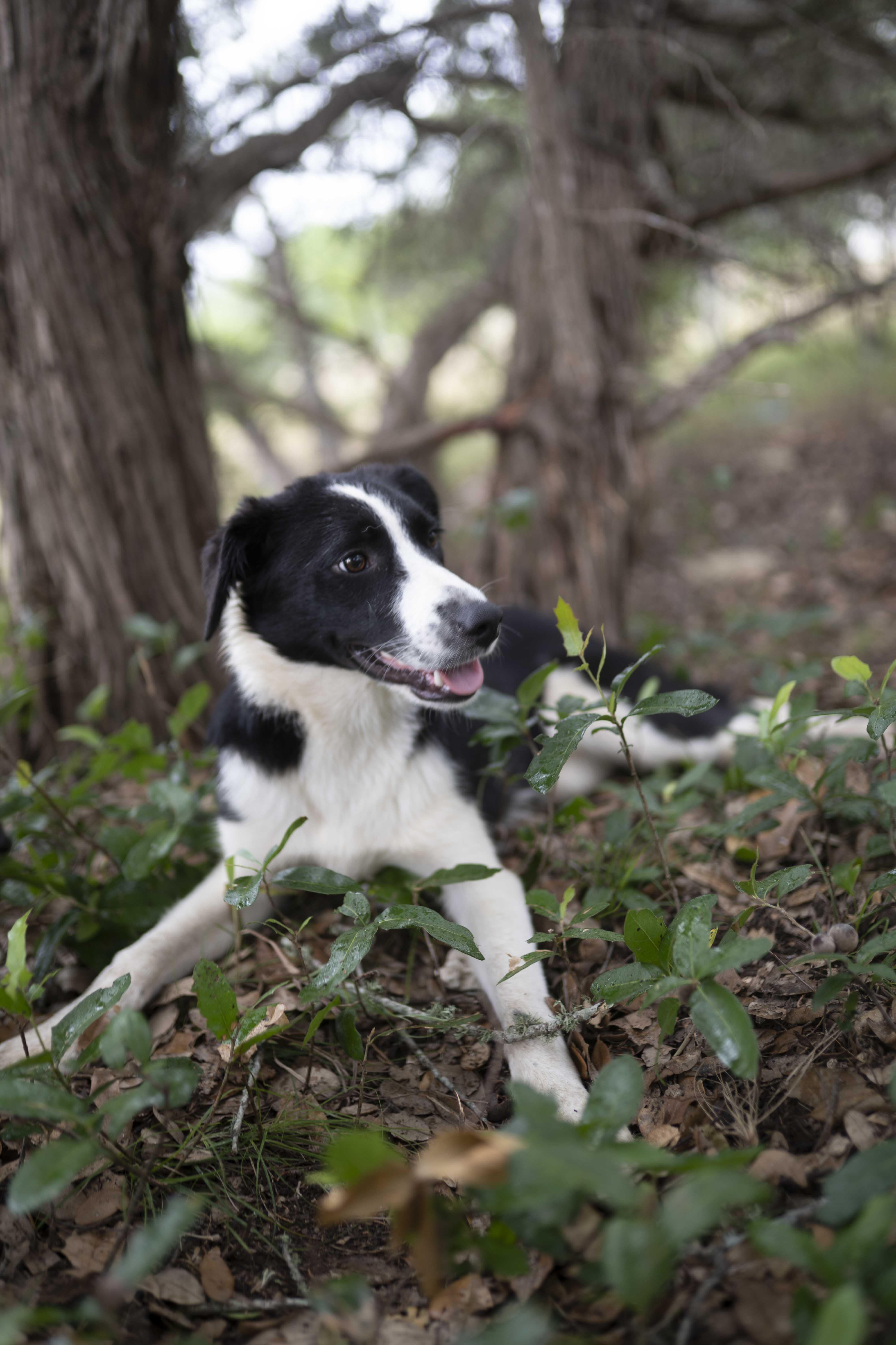 Enlarge Forrest, a Adoptable Border Collie in Driftwood, TX image 3/6
