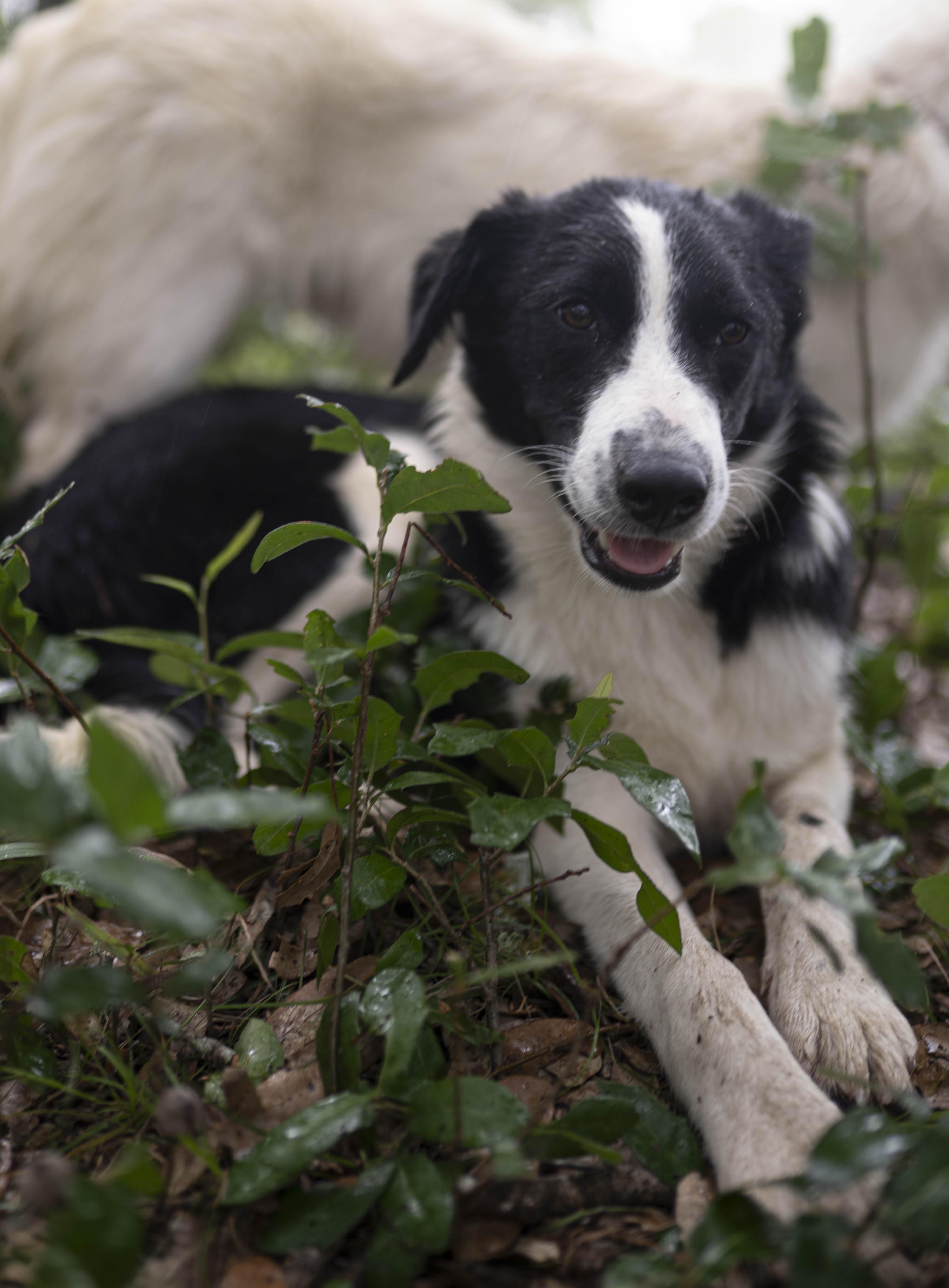 Enlarge Forrest, a Adoptable Border Collie in Driftwood, TX image 2/6