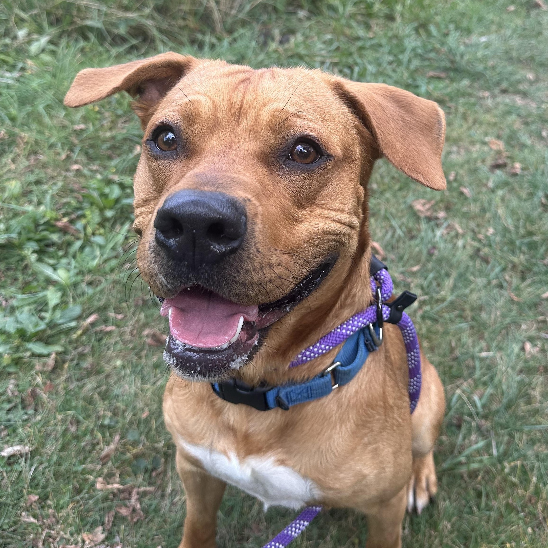Enlarge Max, a Adoptable mixed breed in Olean, NY image 1/1