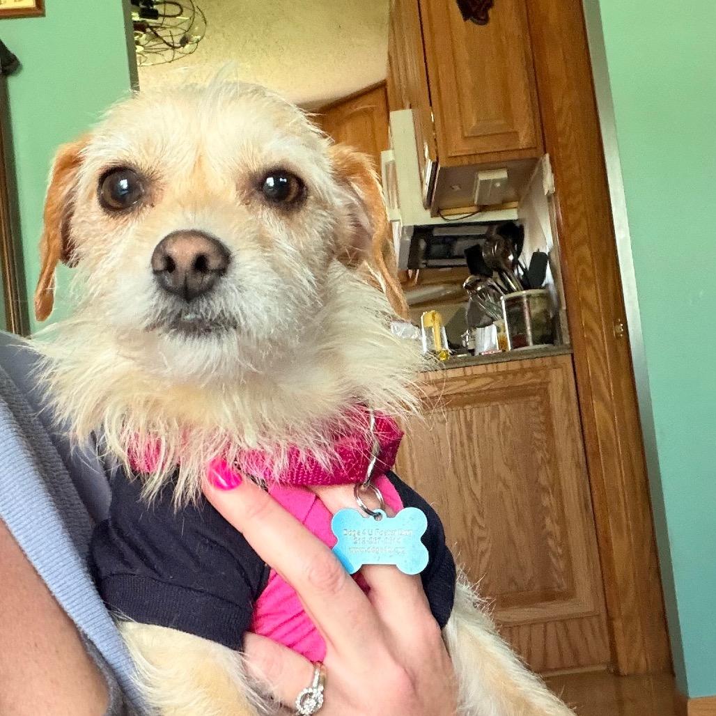 Pelona, a Adoptable Yorkshire Terrier in Saint John, IN image 2/6