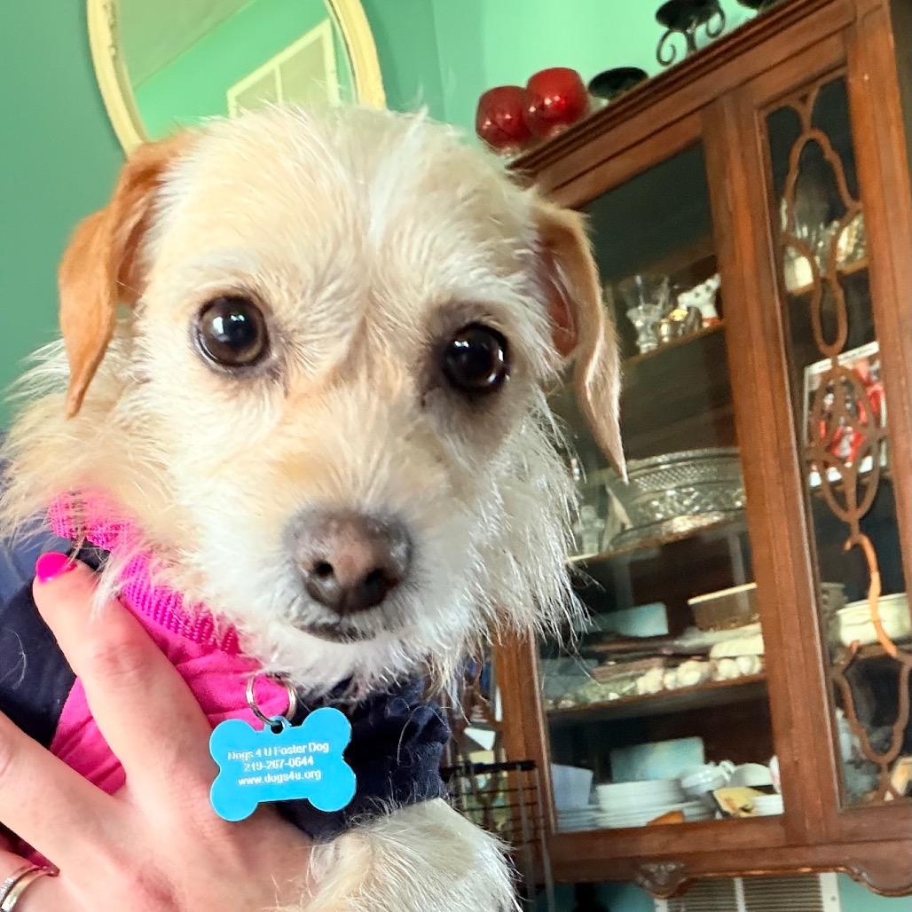 Pelona, a Adoptable Yorkshire Terrier in Saint John, IN image 3/6