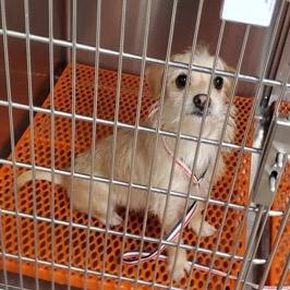 Pelona, a Adoptable Yorkshire Terrier in Saint John, IN image 4/6