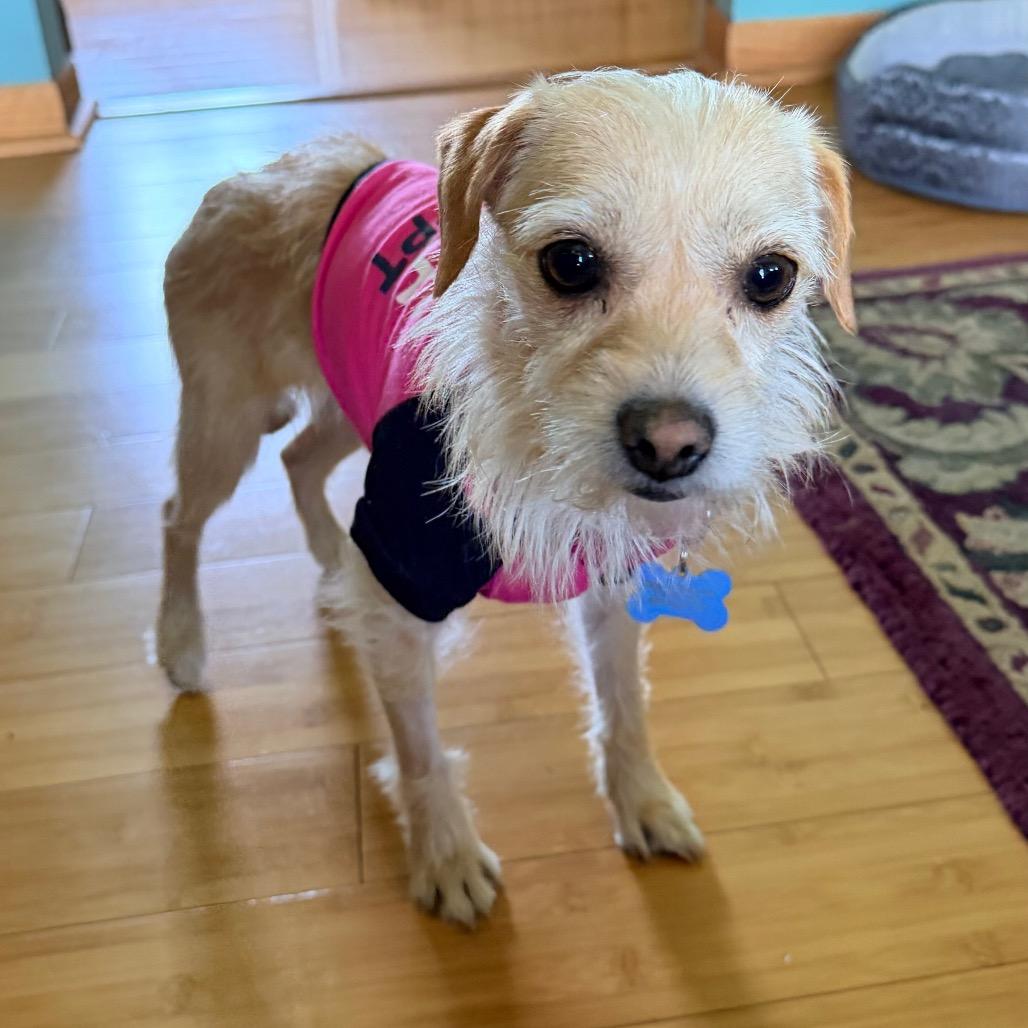 Pelona, a Adoptable Yorkshire Terrier in Saint John, IN image 5/6