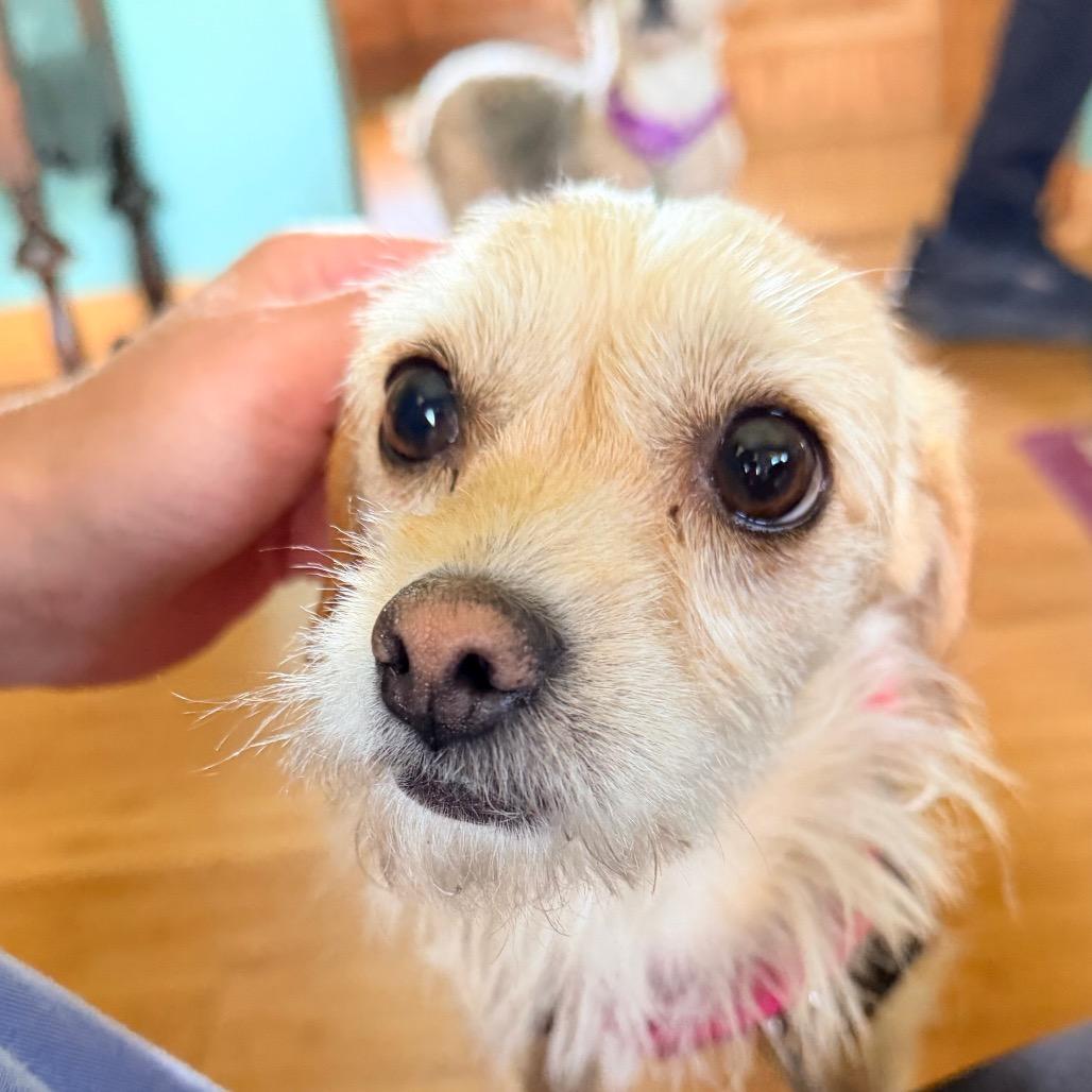 Pelona, a Adoptable Yorkshire Terrier in Saint John, IN image 6/6