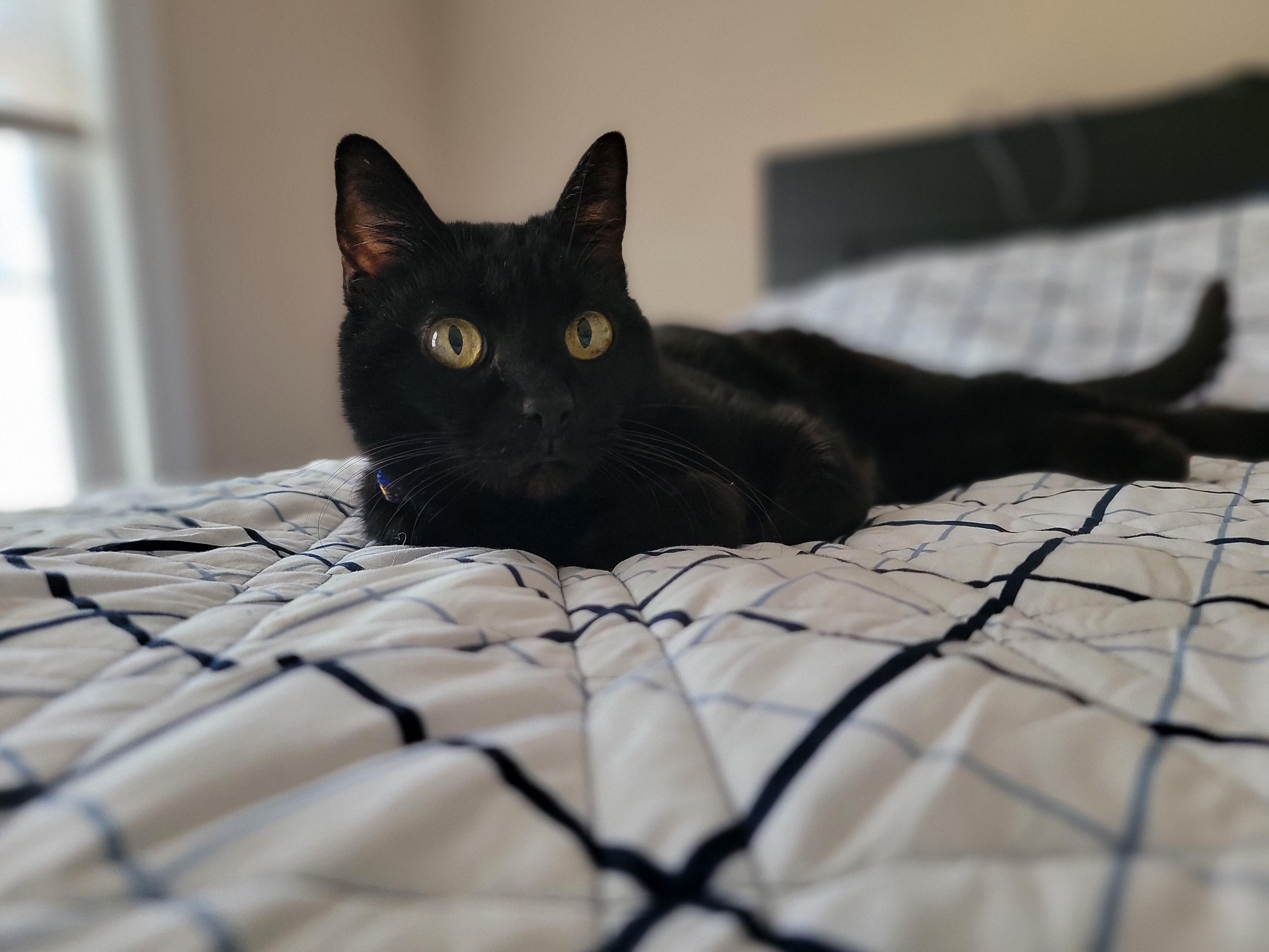 Enlarge Midnight, a ADOPTABLE Domestic Short Hair in Charlotte, NC image 2/3