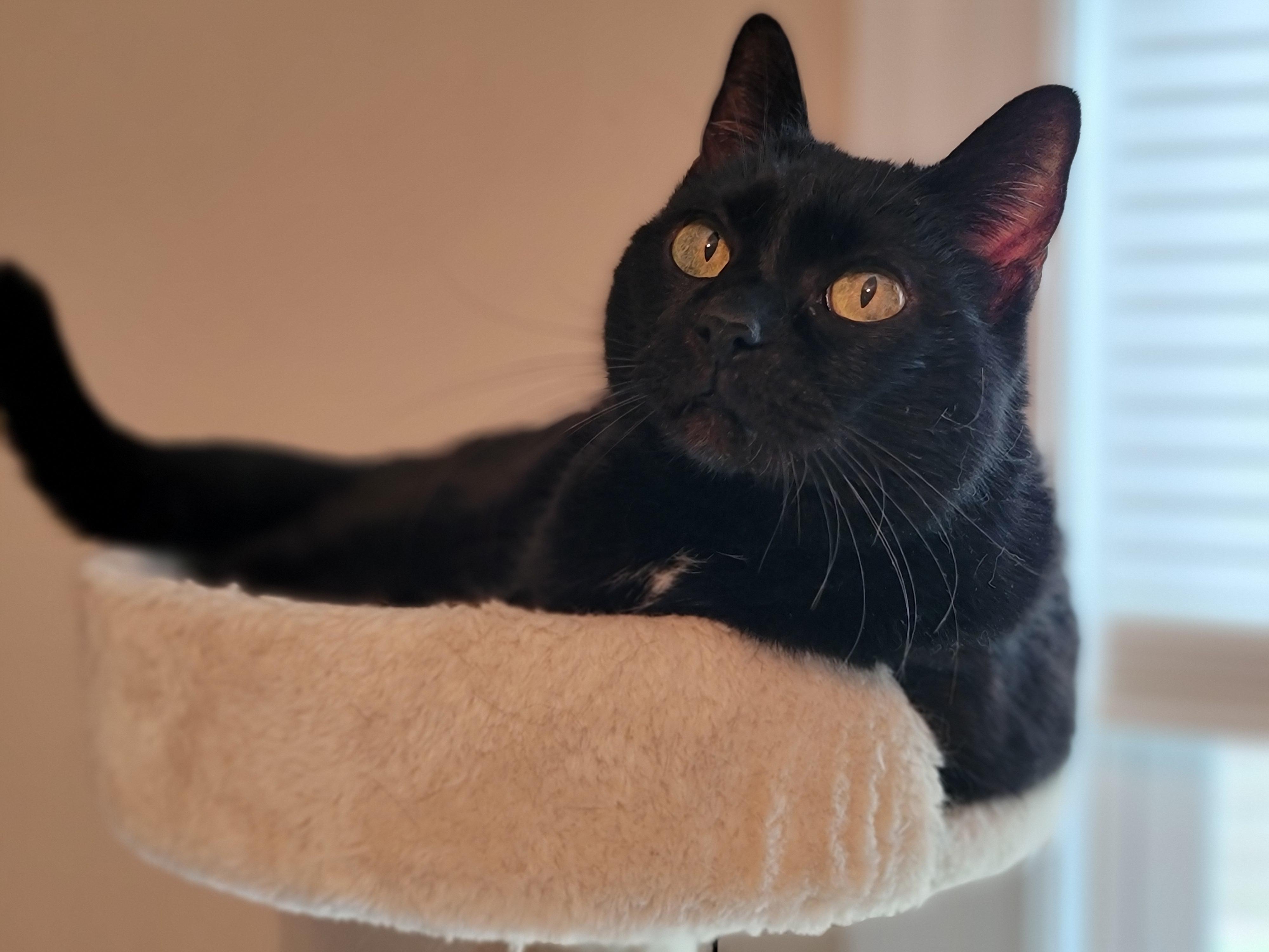 Enlarge Midnight, a ADOPTABLE Domestic Short Hair in Charlotte, NC image 3/3