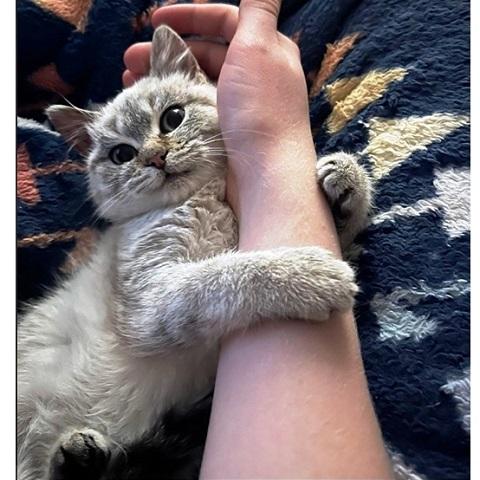 Enlarge Happiny, an adopted Siamese in Salt Lake City, UT image 2/3