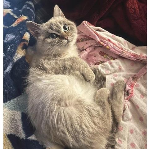 Enlarge Happiny, an adopted Siamese in Salt Lake City, UT image 1/3