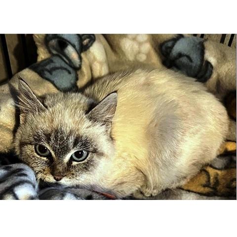 Enlarge Happiny, an adopted Siamese in Salt Lake City, UT image 3/3