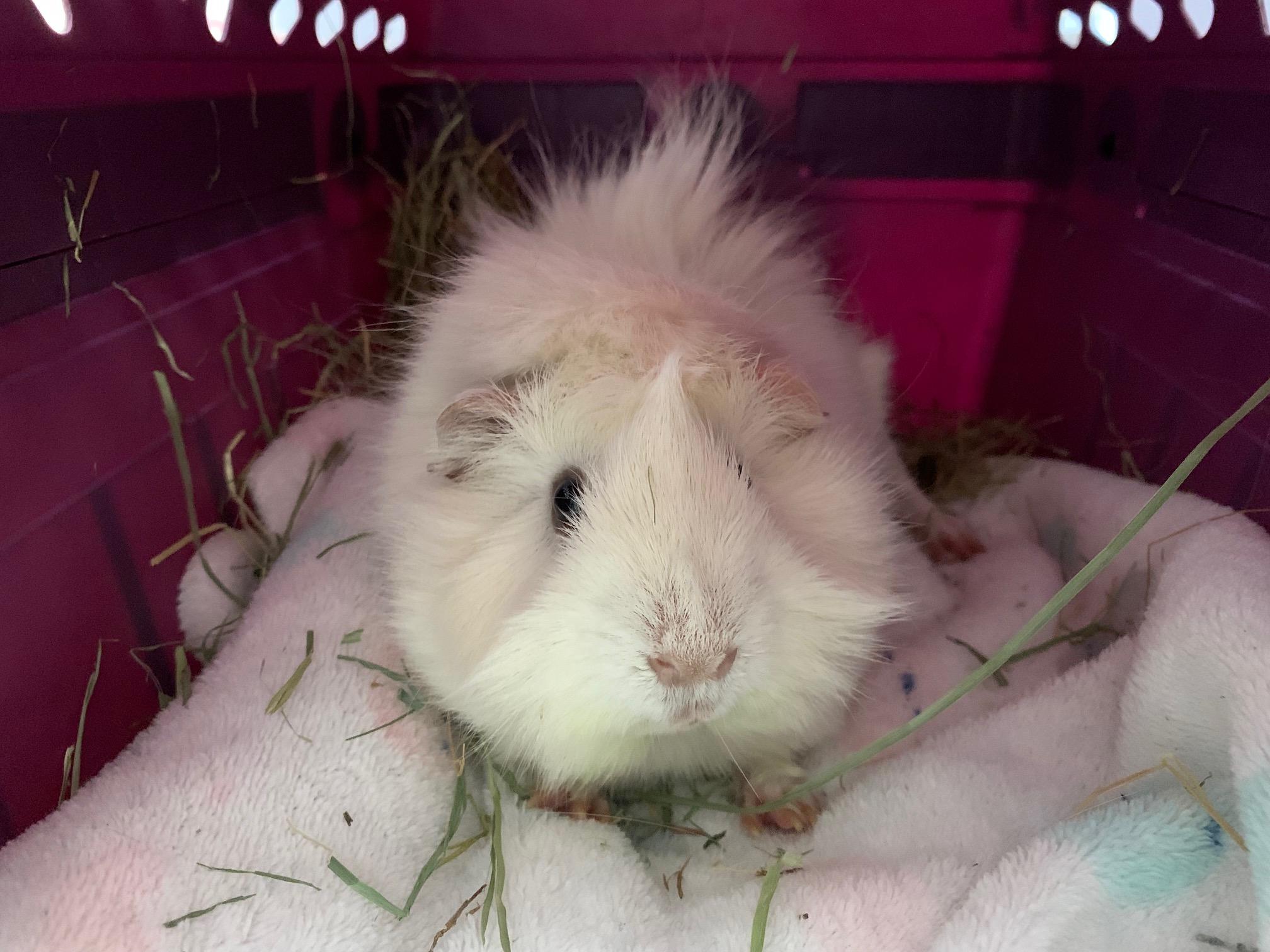 Remi, a Adoptable Guinea Pig in Austin, TX image 5/6