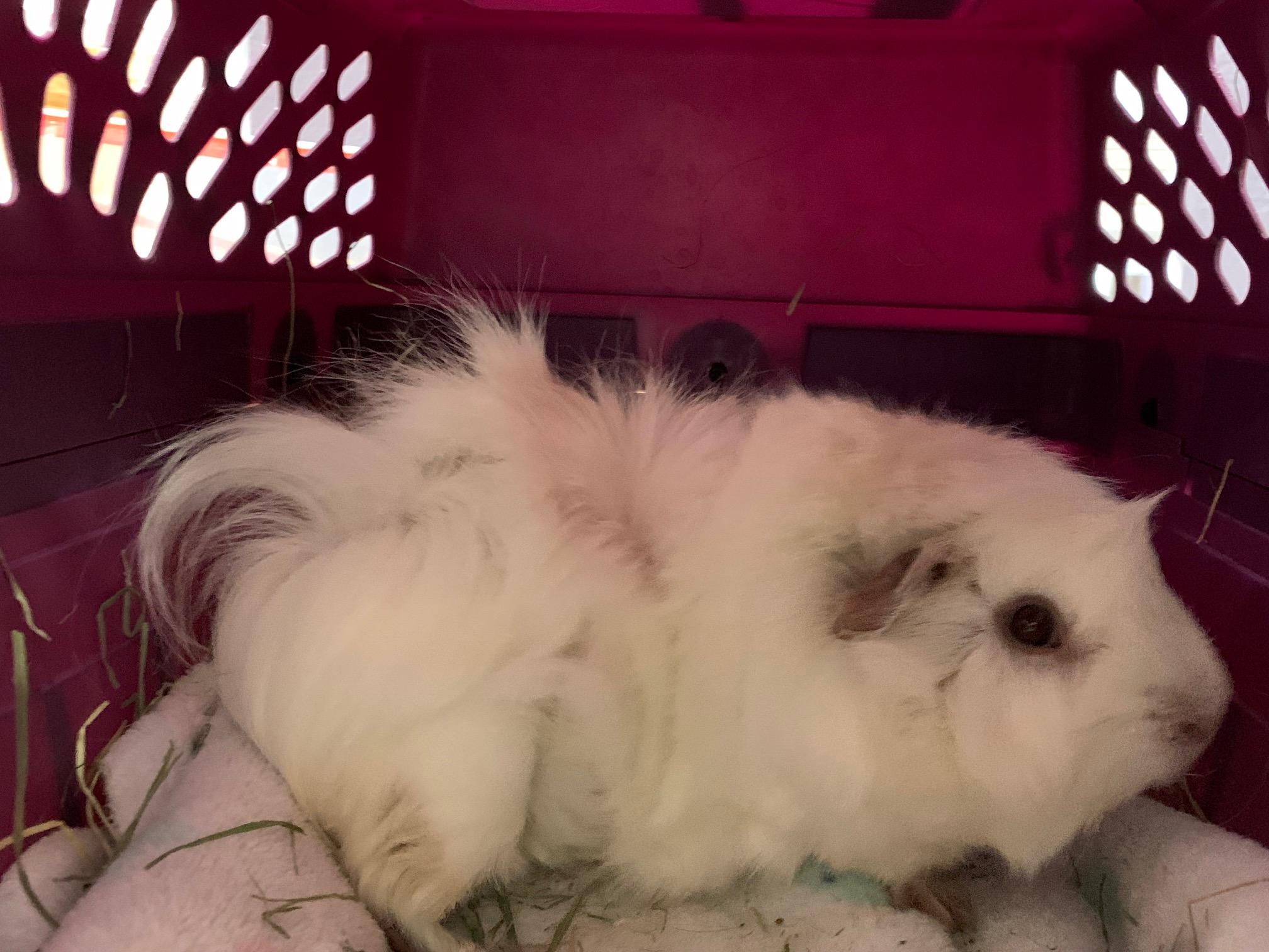 Remi, a Adoptable Guinea Pig in Austin, TX image 6/6