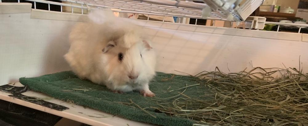 Remi, a Adoptable Guinea Pig in Austin, TX image 3/6