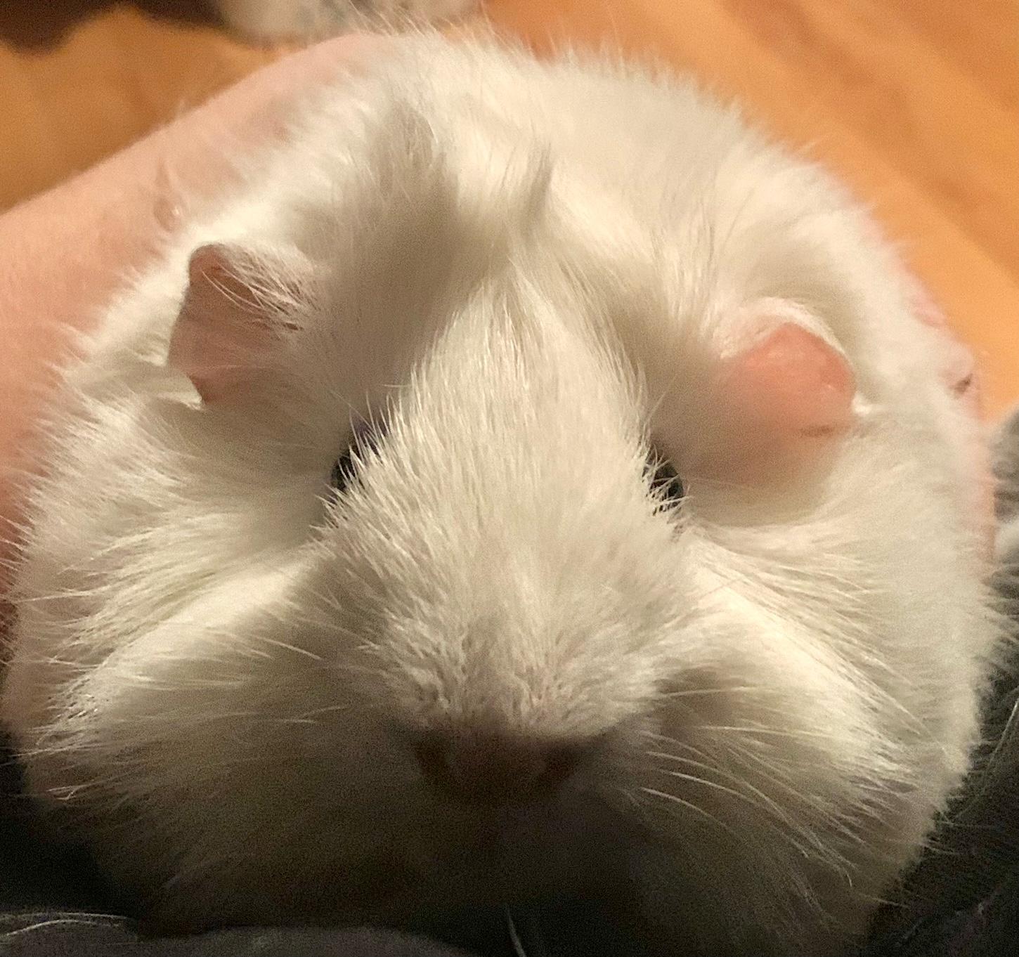 Remi, a Adoptable Guinea Pig in Austin, TX image 2/6