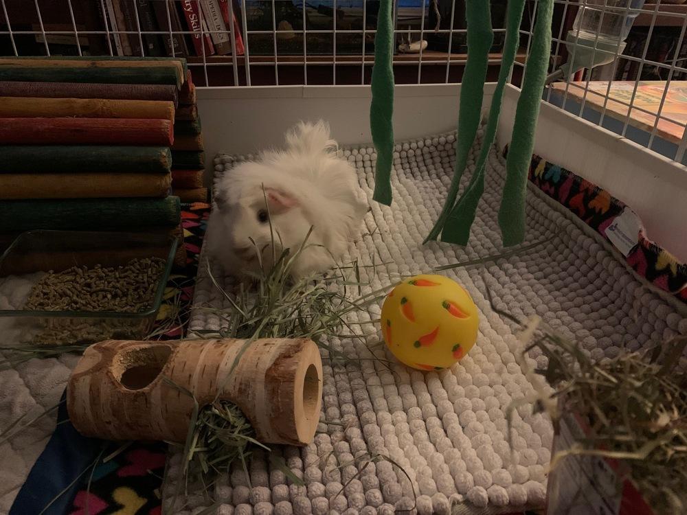 Remi, a Adoptable Guinea Pig in Austin, TX image 4/6