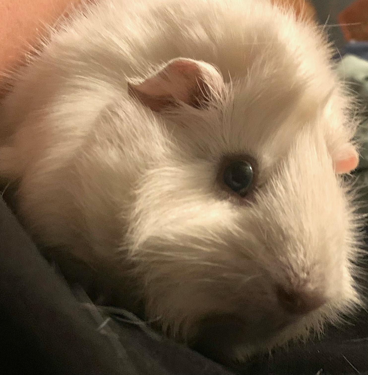 Remi, a Adoptable Guinea Pig in Austin, TX image 1/6