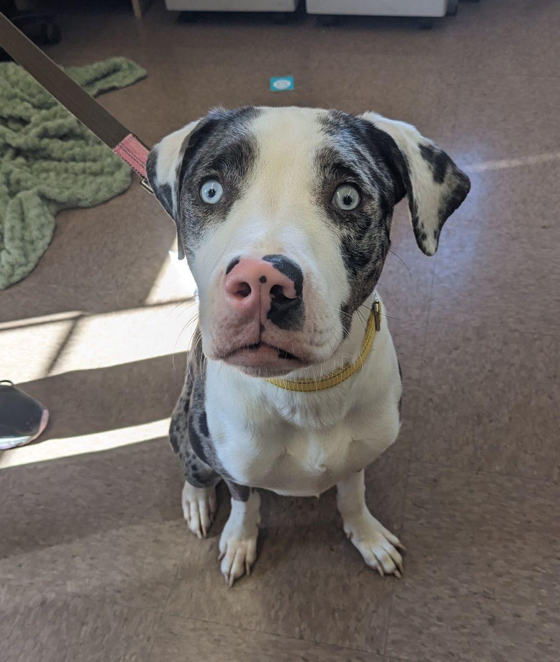 Enlarge Aggie, a Adoptable mixed breed in East Hartford, CT image 2/3