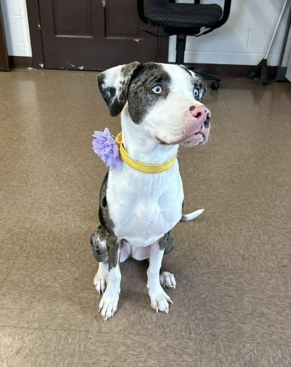 Enlarge Aggie, a Adoptable mixed breed in East Hartford, CT image 1/3