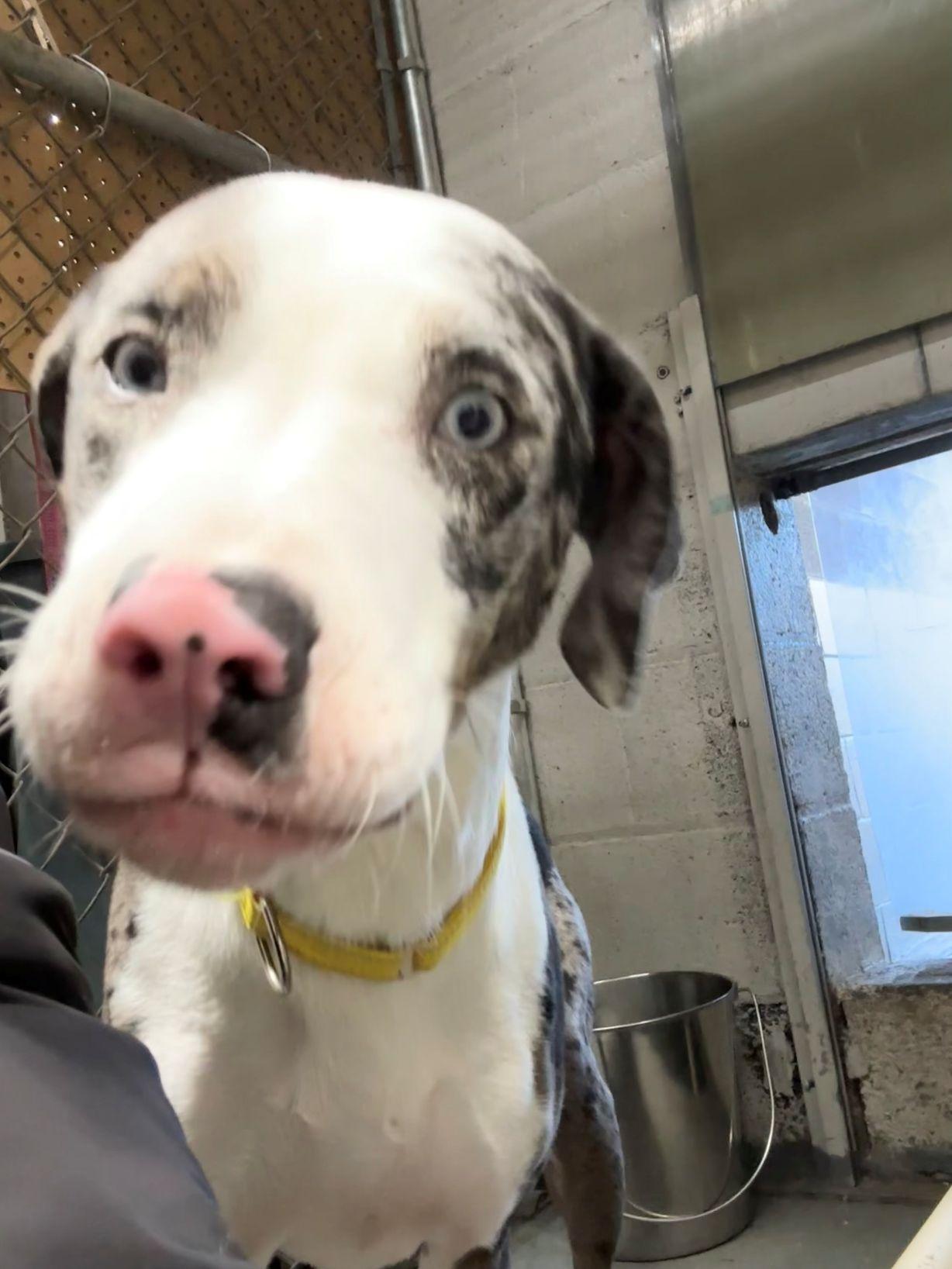 Enlarge Aggie, a Adoptable mixed breed in East Hartford, CT image 3/3