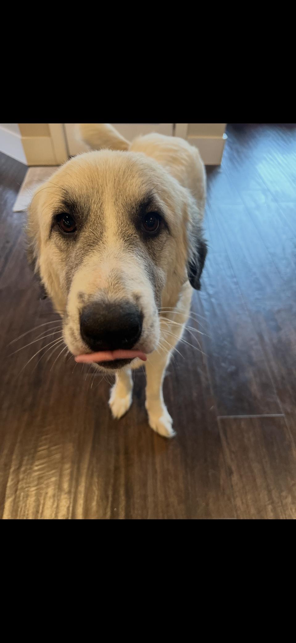 Honeycrisp HTX, Adoptable, Adult Female Great Pyrenees.