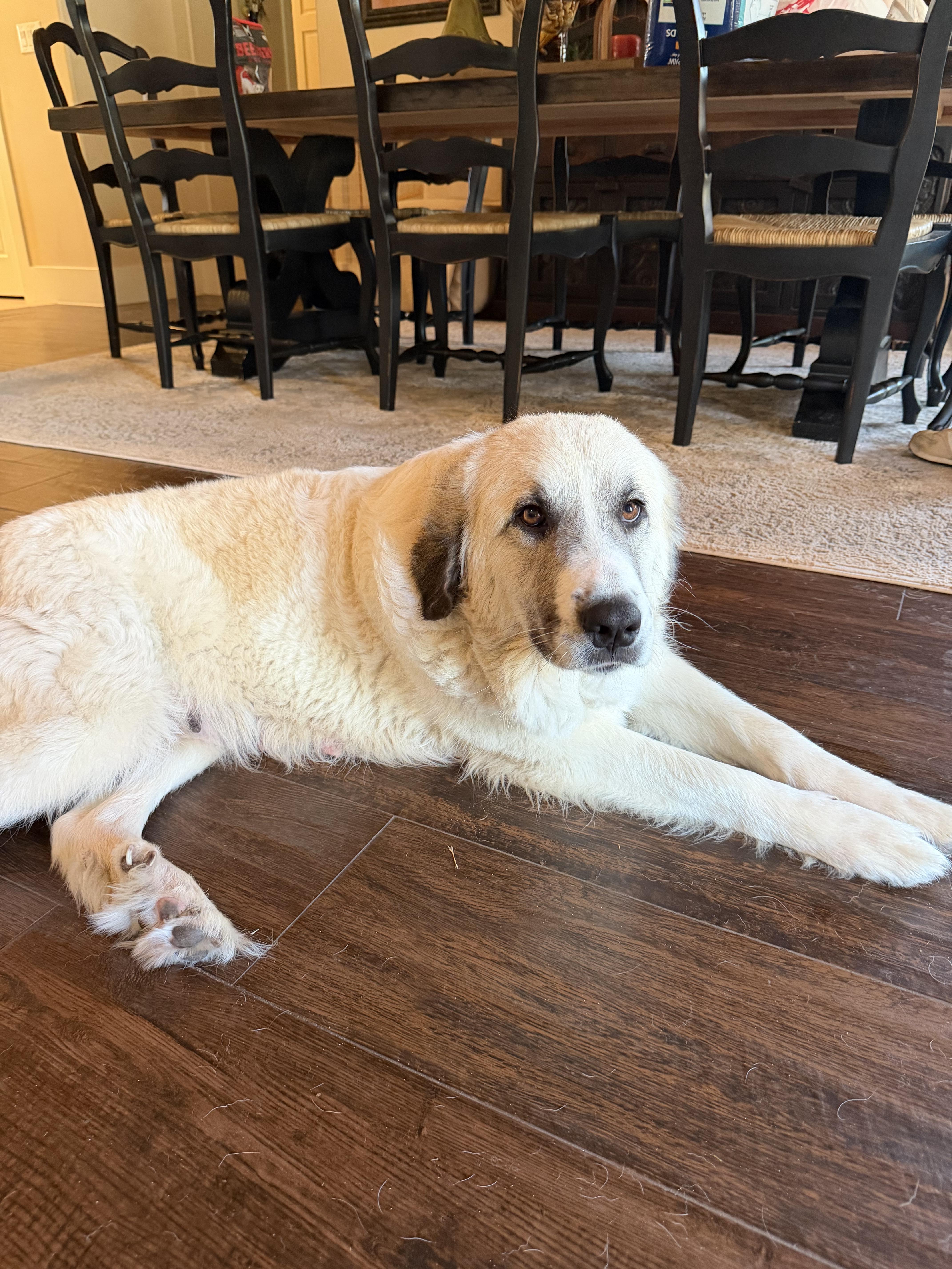 Honeycrisp HTX, a Adoptable Great Pyrenees in Quinlan, TX image 2/6