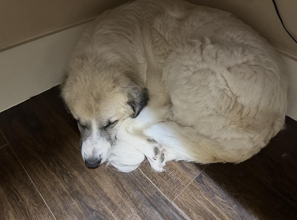 Honeycrisp HTX, a Adoptable Great Pyrenees in Quinlan, TX image 3/6