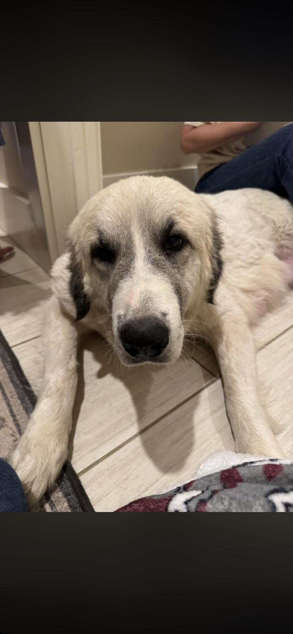 Honeycrisp HTX, a Adoptable Great Pyrenees in Quinlan, TX image 4/6