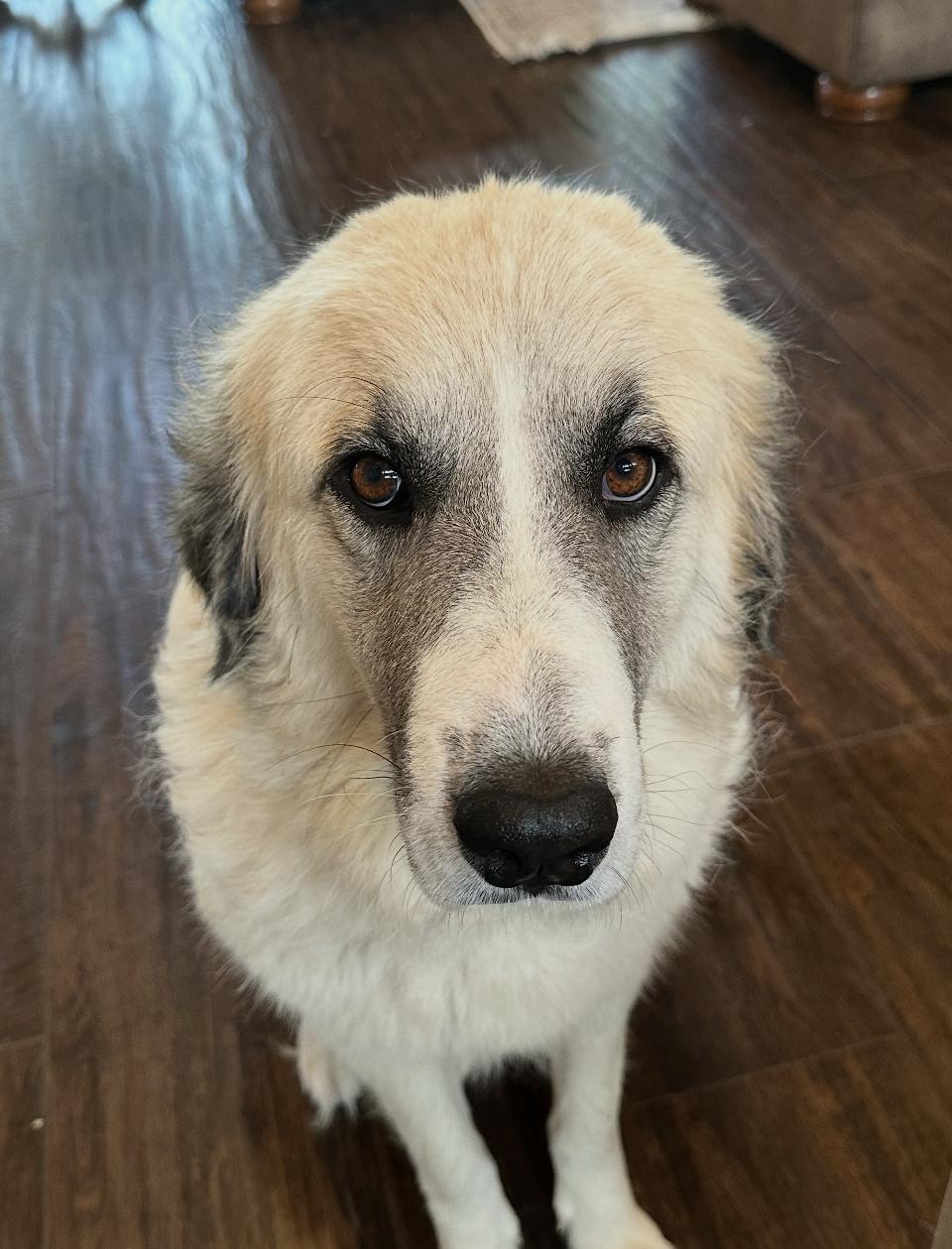 Honeycrisp HTX, a Adoptable Great Pyrenees in Quinlan, TX image 5/6