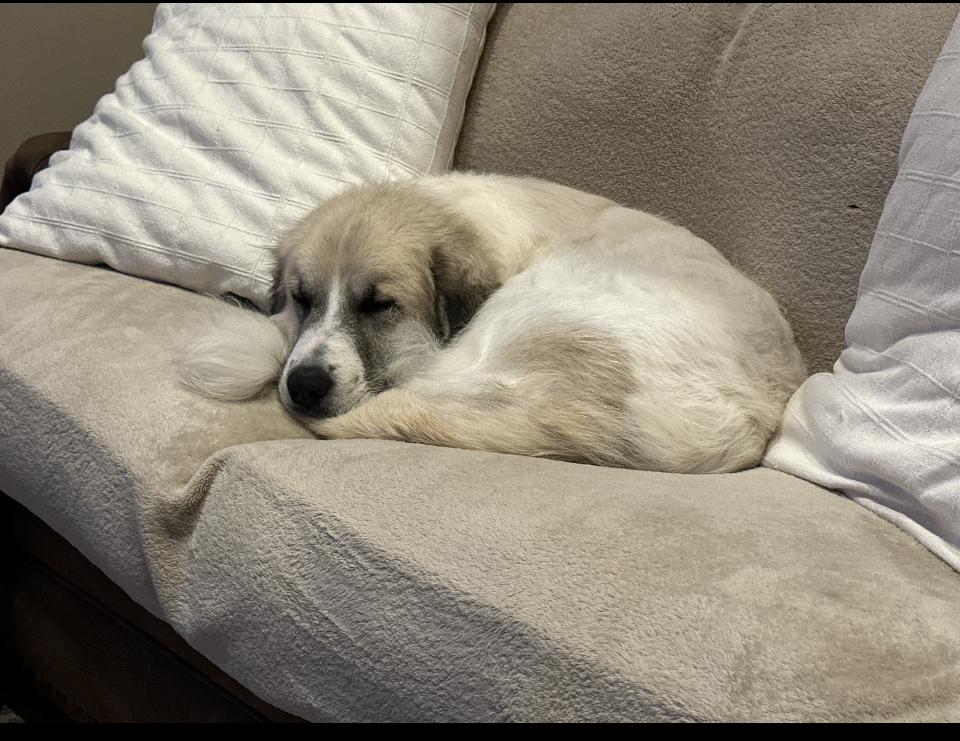 Honeycrisp HTX, a Adoptable Great Pyrenees in Quinlan, TX image 6/6
